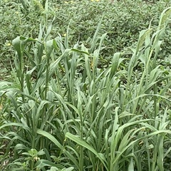 Setaria verticillata image