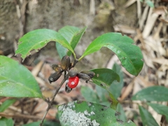Synsepalum dulcificum