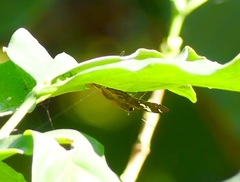 Coladenia