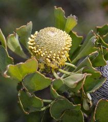 Isopogon trilobus