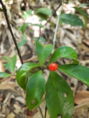 Synsepalum dulcificum