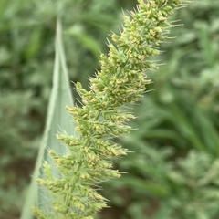 Setaria verticillata image