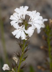 Goodenia scapigera
