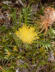 Banksia armata