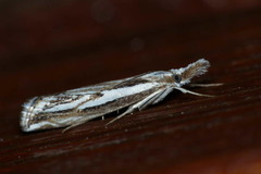 Catoptria staudingeri