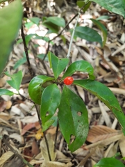 Synsepalum dulcificum