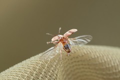 Nanodiscus transversus