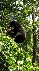 Helarctos malayanus euryspilus