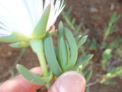 Lampranthus watermeyeri