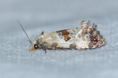 Neocochylis hybridella