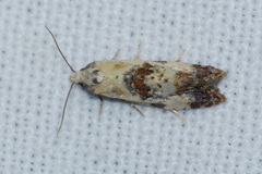 Neocochylis hybridella