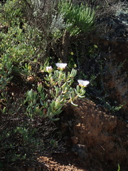 Lampranthus watermeyeri