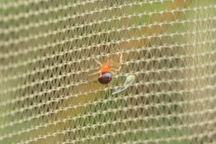 Ruborridion musivum