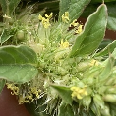 Amaranthus thunbergii