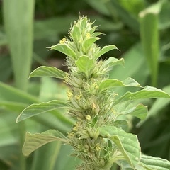 Amaranthus thunbergii