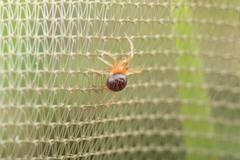 Ruborridion musivum