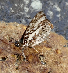 Charaxes etesipe
