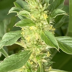 Amaranthus thunbergii
