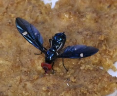 Clitodoca fenestralis