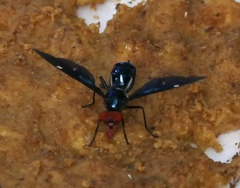 Clitodoca fenestralis