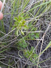 Pelargonium ranunculophyllum