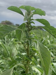 Amaranthus thunbergii