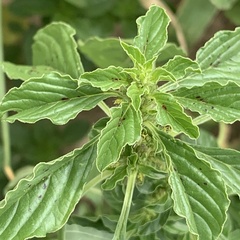 Amaranthus thunbergii