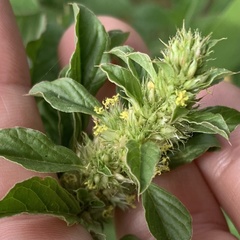 Amaranthus thunbergii