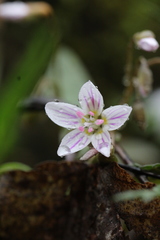 Claytonia