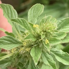 Amaranthus thunbergii