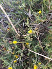 Melolobium microphyllum