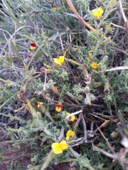 Melolobium microphyllum