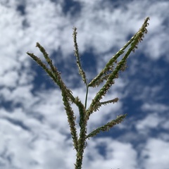 Urochloa mosambicensis