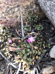 Portulaca bicolor