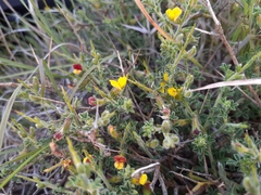 Melolobium microphyllum