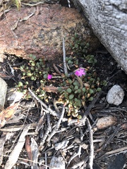 Portulaca bicolor