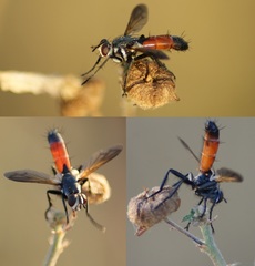 Cylindromyia pilipes