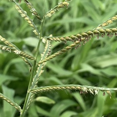 Urochloa mosambicensis