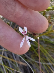 Pelargonium ranunculophyllum