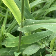 Urochloa mosambicensis