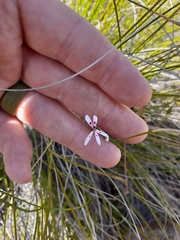 Pelargonium ranunculophyllum