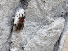 Dilophus nigrostigma