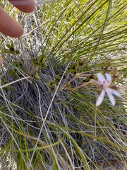 Pelargonium ranunculophyllum