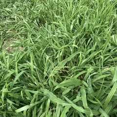 Urochloa mosambicensis