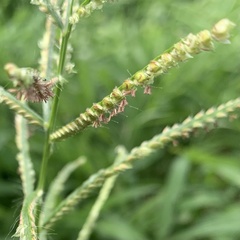 Urochloa mosambicensis