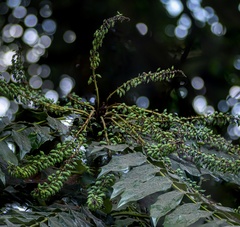 Berberis napaulensis