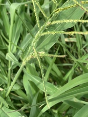 Urochloa mosambicensis