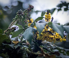 Berberis napaulensis