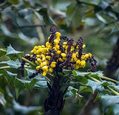 Berberis napaulensis