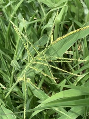 Urochloa mosambicensis